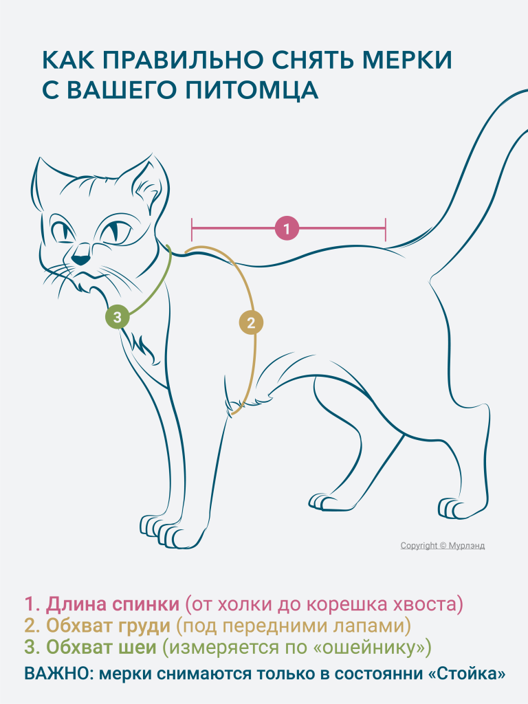 Как правильно снять мерки с кошки